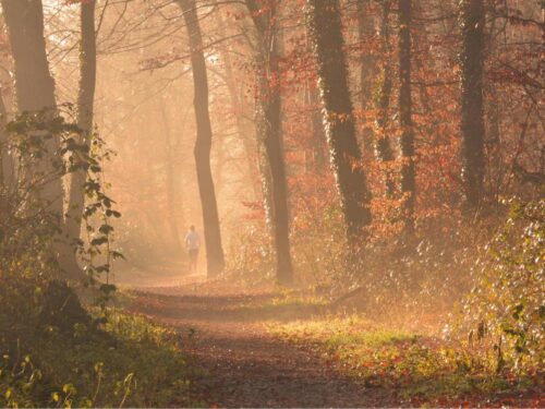 Inimene liigub valgusküllases metsas, sümboliseerides sisemist rännakut ja rahunemist.