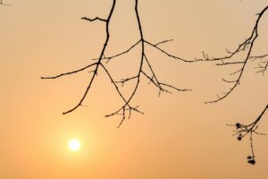 Paljad puuoksad loovad õrna silueti sooja päikeseloojangu taeva taustal, kutsudes esile rahu.