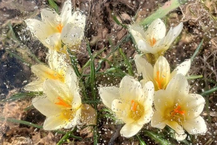 Kevadväsimus, – krookused sulava jää all sümbolina energia taastumisest